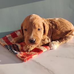 Charlie - Apricot male Goldendoodle puppy in Apache Junction, Arizona from Loving Doodle