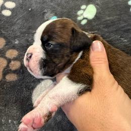 Boy 1 - Brindle male Boxer puppy in Newfoundland, Pennsylvania from Poconopaws