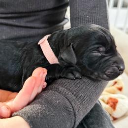 Olympia (pink) - Black female Giant Schnauzer puppy in Harrisville, Utah from Diamond in the Ruff