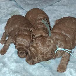 Roxie babies - Red  male Poodle puppy in Campbell, Texas from Angelbabies Toy Poodles