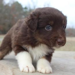 Kiki-1000 - Red tri-color female Australian Shepherd puppy in Star City, Arkansas from Blush & Lace Aussie Co.