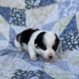 Iris-natural bobtail Mismark - White and black female Pembroke Welsh Corgi puppy in Hope, Arkansas from Foxy Knoll Farm