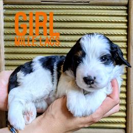 Mille Lacs - Tri-color female Bernedoodle puppy in Cambridge, Minnesota from Country Meadow Doodles