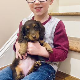 Dachshund All Grown Up from M&M’s Mini Dachshunds