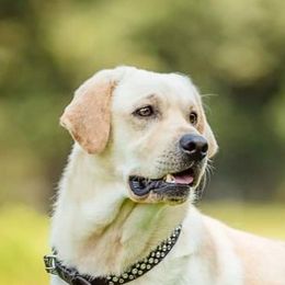 Dustin - Labrador Retriever