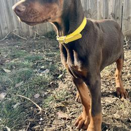 Doberman Pinscher Puppies from Von Schaaf Haus DuPree