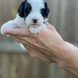 Storm Chaser - Blizzard - Phantom male Bernedoodle puppy in Charleston, South Carolina from Palm Belle Doodles