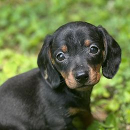 Dachshunds from Dixieland Dachshunds of Tennessee