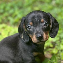 Dachshunds from Dixieland Dachshunds of Tennessee