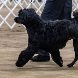 Mesa - Portuguese Water Dog