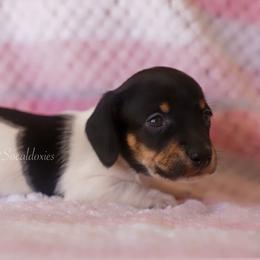 Aaron - Black and tan male Dachshund puppy in Apple Valley, California from Socaldoxies
