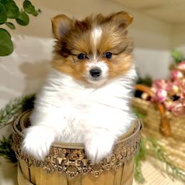 Pomeranian Puppies from ThePomPack