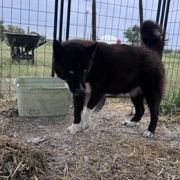 Diamond - Siberian Husky