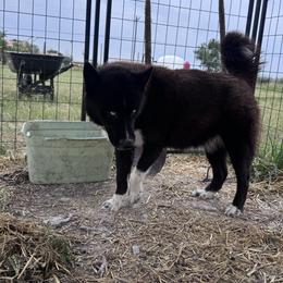 Diamond - Siberian Husky