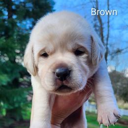 Brown collar - Yellow male Labrador Retriever puppy in Mossyrock, Washington from White River Labradors