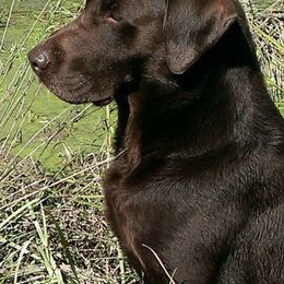 Labrador Retrievers from Marsh-Mutt Manor Labs