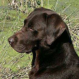 Labrador Retrievers from Marsh-Mutt Manor Labs