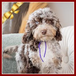 Buffy - Merle female Cockapoo puppy in Connersville, Indiana from Deaz Doodle Ranch