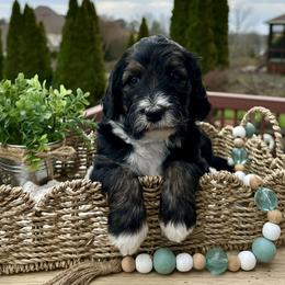 Mary Grace - Tri-color female Bernedoodle puppy in Bells, North Carolina from Neighborhood Poodles & Doodles