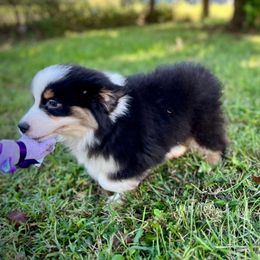 Chase - Black tri male Miniature American Shepherd puppy in Clinton, Missouri from Mockingbirds American Minis