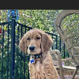 Golden Retriever Puppies from Graceful Goldens