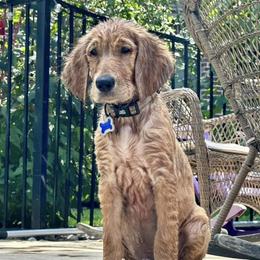 Golden Retriever Puppies from Graceful Goldens