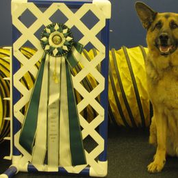 German Shepherd All Grown Up from Thelma Kraut