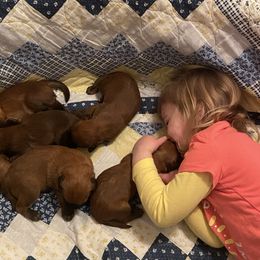 Soft Coated Wheaten Terrier Puppies from Waterviewwheaties.com