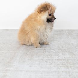 Pomeranian Puppies from Canine Charm & Co