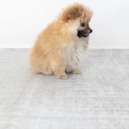 Pomeranian Puppies from Canine Charm & Co