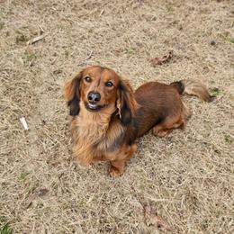 Zeppelin - Dachshund