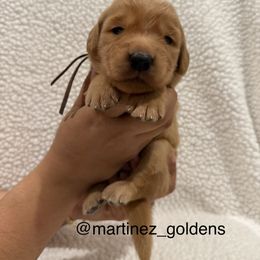 Honey - Golden female Golden Retriever puppy in Victorville, California from Martinez Goldens