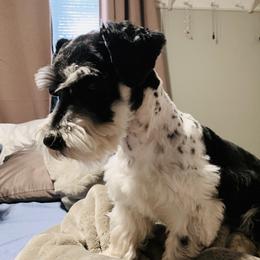 Pongo - Miniature Schnauzer