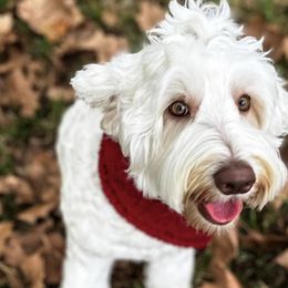Dutch - Australian Labradoodle