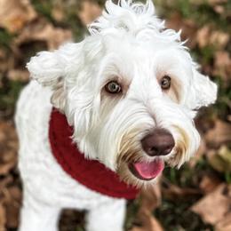 Dutch - Australian Labradoodle