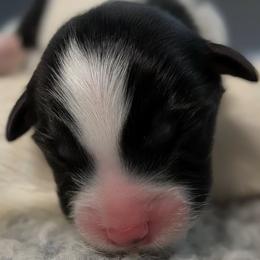 Boy 1 - Black tri-color male Australian Shepherd puppy in Kittanning, Pennsylvania from Shadomoon
