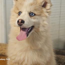 Squirrel - Wolf sable male Pomsky puppy in Stover, Missouri from Lx2 County Line Pomskies