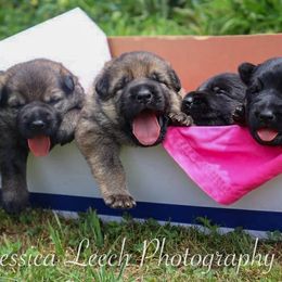 German Shepherd puppies from Kennel zu Trojas Ehren