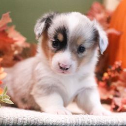Sylvan - Blue merle and white male American Corgi puppy in Plains, Montana from Diamond Corgis