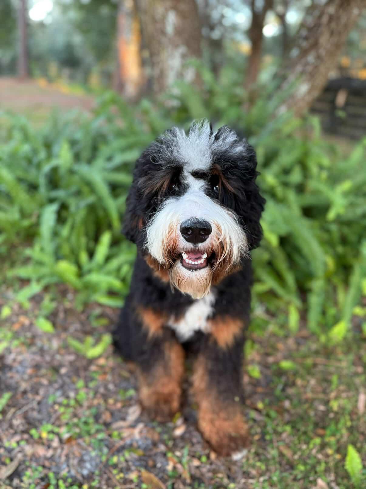 Riggs