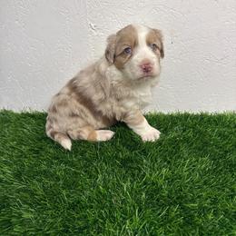 Kovu - Red merle male Australian Shepherd puppy in Smithfield, Utah from C&C Ranch