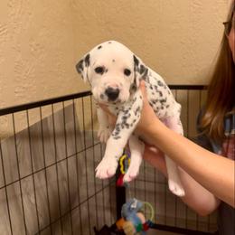 Dale, Jr. - White and black male Dalmatian puppy in Conroe, Texas from Saint Rocco's Dalmatians