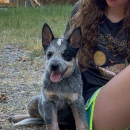 Fiddle - Blue male Australian Cattle Dog puppy in Devalls Bluff, Arkansas from Coolhand's Australian Cattle Dogs