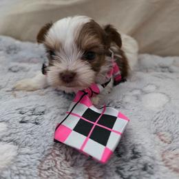 Pretty Boy 2 - Parti male Yorkshire Terrier puppy in Bucyrus, Ohio from Dyer's Beauties