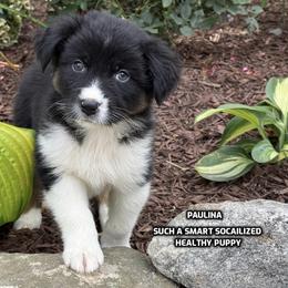 Paulina - Black tri-color female Australian Shepherd puppy in Bethany, Connecticut from Wynter Thyme Manor Australian shepherds