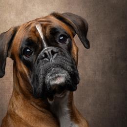 Vorka - Boxer