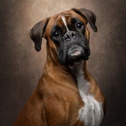 Vorka - Boxer