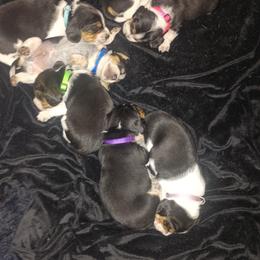 Beagle Puppies from Laceys AKC Beagles