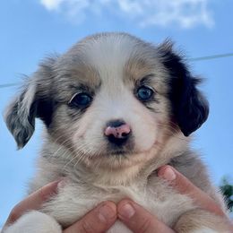 RAGNAR - Blue merle Toy Australian Shepherd puppy in Syracuse, Indiana from Klenke Toy Aussies