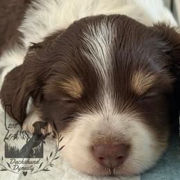 Dachshund Puppies from 208 Dox Dynasty